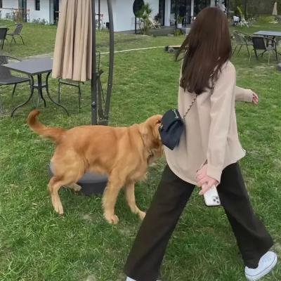 生死金天鹅